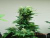 Seedsman White Widow #1-2.jpg