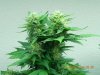 Seedsman White Widow #1.jpg