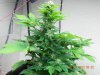 Seedsman White Widow #2-3.jpg