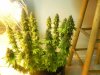 Nirvana "autoflower" Bubblicious Height Next To Barstool.jpg