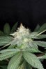 DankSinatra_Day42-1.jpg