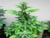 Seedman White Widow #2(Untrained) Full Body.jpg