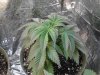 Skunk # 1. Believe there clearing up with the nitrogen & cal-mag def. 03-07.jpg