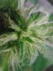 Peyote Purple ( Trichs) 03-07.jpg