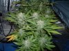 week 7 flowering 002.jpg