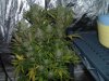 week 7 flowering 003.jpg