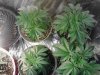 Skunk#1's on left. Voodoo's on rght. 03-09.jpg