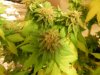 Nirvana " autoflower" Bubblicious Top 1:2 Harvest - Blurry But You Get The Picture Haha.jpg