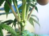 215902d1239556881-pictures-cannabis-plants-male-flowers-nanners-male-nanners-2.jpg