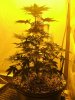 White widow 019.jpg