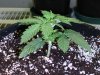 newGrow-TPG1.jpg