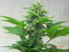 Seedsman White Widow(Allowed Apical Dominace) Main Cola Under T5HO.jpg