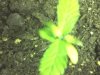 IMG_20130313_143302.jpg