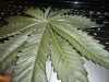 my plants an tha ;-) 049.JPG