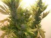 week 8 flowering 001.jpg