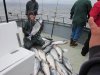 6-21-2012 King salmon 001.jpg