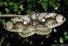 indonesian-owl-moth.jpg