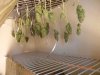 Seedsman White Widow Hanging Buds.jpg