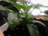 White Widow. 03-19.jpg