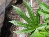 31013 outdoor 027.jpg