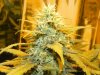 Delicious Seeds Critical Jack Under HPS Budshot #1.jpg