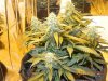 Delicious Seeds Critical Jack Under HPS Side View.jpg