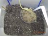 Nirvana "autoflowering" Bubblicious Root Mass - Final Product Of A Recycle Root Ball!.jpg