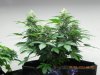 Seedsman White Widow(Topped) Branch Development.jpg