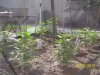 outdoor31613 004.jpg