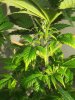 G-13 haze plant.jpg