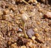 seedling 004.jpg