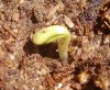 seedling 007.jpg