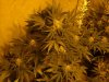 first_grow_128.jpg