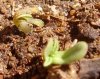 seedling 021.jpg