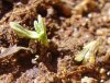 seedling 018.jpg