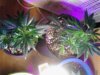 Royal Queen Clones. 03-21.jpg