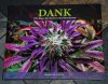 Dankbook (Small).jpg
