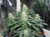Delicious Seeds Critical Jack @ 84days from seed.jpg