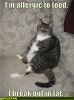 fat-cat-is-fat.jpg