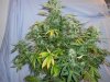 White Sirius 3 day55.jpg