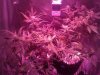 Cheese Flowering Week 3  (12).jpg