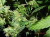 Buds Underneathe Bagseed Canopy.jpg