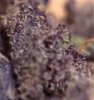 Double_Grape_at_70_daysbloom_now_dryed_up_3.JPG