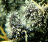 my_dg_pheno_pic_ee.jpg