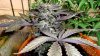 my_dg_pheno_pic_9.JPG