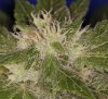 bushy5.jpg