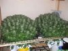 fluffy top scrog.jpg