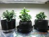 Seedsman White Widow 3 Different Ways!.jpg