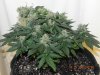 Seedsman White Widow(F.I.M'd) #1.jpg