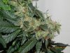 Seedsman White Widow(F.I.M'd) #8.jpg